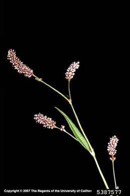 image of Persicaria maculosa, Spotted Lady's-thumb, Heart's-ease