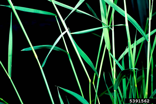 image of Agrostis stolonifera, Creeping Bentgrass