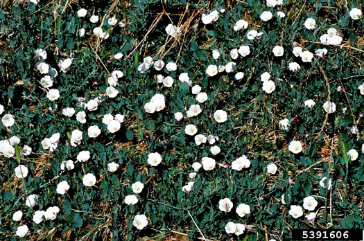 image of Convolvulus arvensis, Field Bindweed, Creeping Jenny, Possession-vine, Cornbind