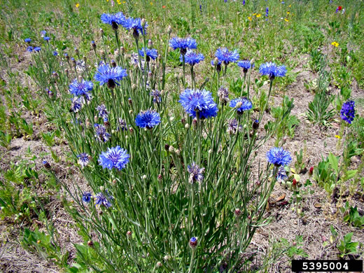 image of Cyanus segetum, Bachelor's Buttons, Cornflower