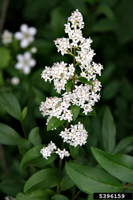 image of Ligustrum vulgare, European Privet, Common Privet