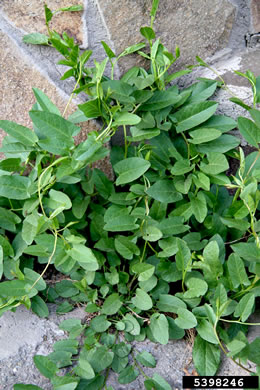 image of Convolvulus arvensis, Field Bindweed, Creeping Jenny, Possession-vine, Cornbind