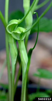 image of Pinellia tripartita, Green Dragon, Pinellia, Voodoo Lily