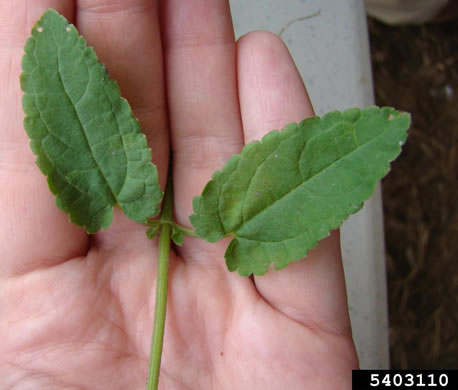 image of Stachys floridana, Florida Betony, Rattlesnake-weed, Florida Hedgenettle