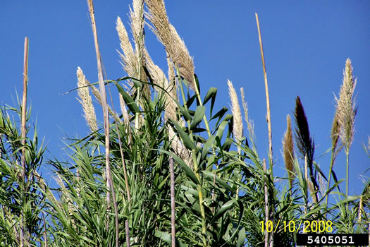 image of Arundo donax, Giant Reed