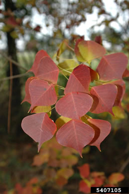 image of Triadica sebifera, Popcorn Tree, Chinese Tallow-tree