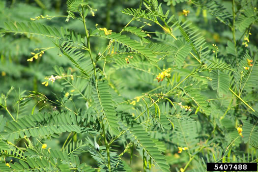 image of Sesbania vesicaria, Bladderpod, Bagpod