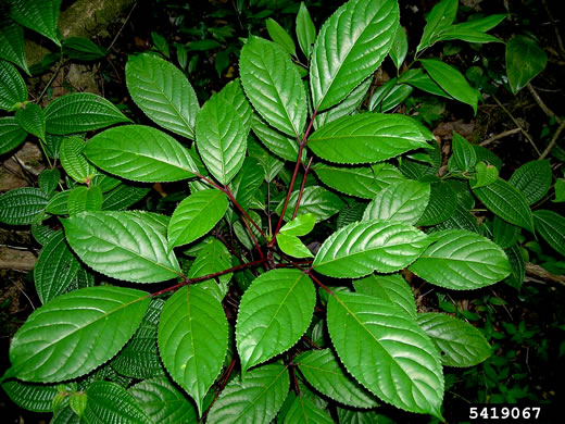 image of Bischofia javanica, Japanese Bishopwood, Javawood, Toog, Uriam