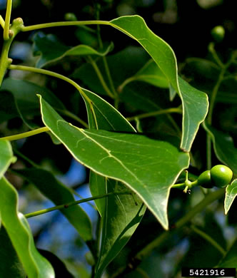 image of Camphora officinarum, Camphortree