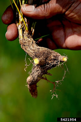 image of Mahonia bealei, Leatherleaf Mahonia, Chinese Mahonia, Holly-grape