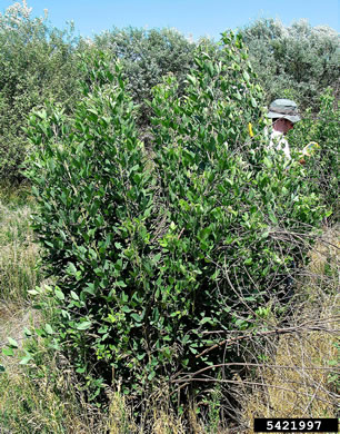 image of Lespedeza thunbergii, Thunberg's Lespedeza, Thunberg's Bush-clover