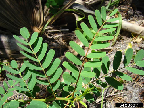 image of Sesbania punicea, Rattlebush, Purple Sesban, Scarlet Wisteria-tree, Red Sesban