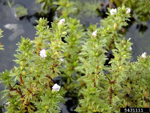 Limnophila sessiliflora, Asian Marshweed