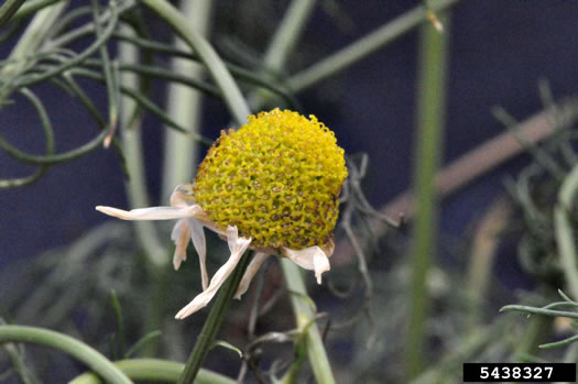 image of Tripleurospermum inodorum, Scentless Chamomile, False Chamomile, Mayweed