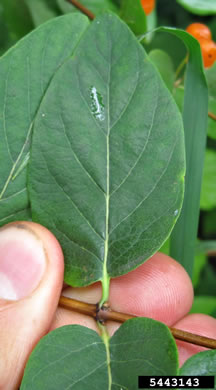 image of Lonicera tatarica, Tatarian Honeysuckle