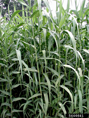 image of Arundo donax, Giant Reed