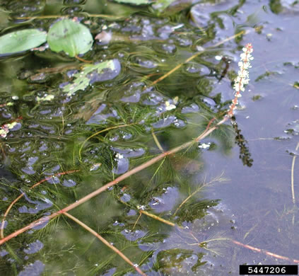 image of Myriophyllum spicatum, Eurasian Water-milfoil