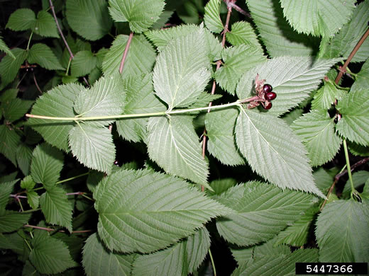 image of Rhodotypos scandens, Jetbead