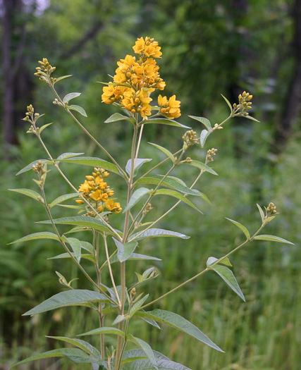 image of Lysimachia vulgaris, Garden Loosestrife