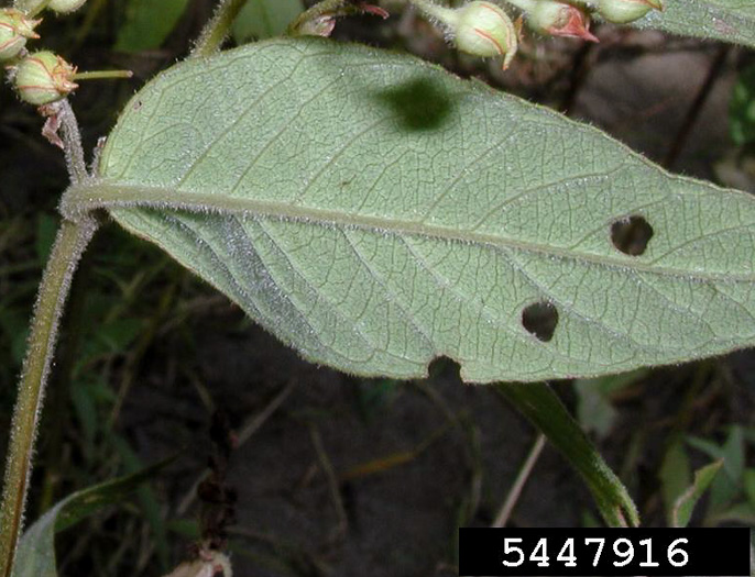 image of Lysimachia vulgaris, Garden Loosestrife