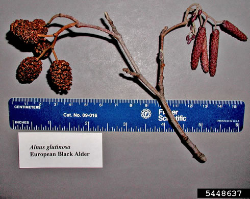 image of Alnus glutinosa, Black Alder, European Alder