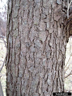 image of Alnus glutinosa, Black Alder, European Alder