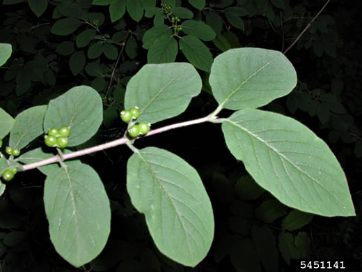 image of Lonicera xylosteum, European Fly-honeysuckle, Dwarf Honeysuckle