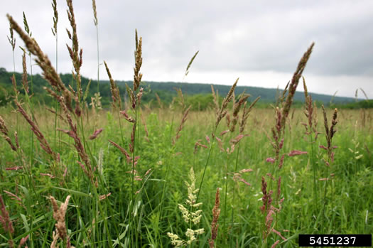 image of Phalaris arundinacea, Reed Canarygrass, Ribbongrass