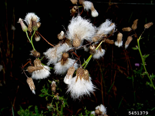 image of Cirsium arvense, Canada Thistle, Field Thistle