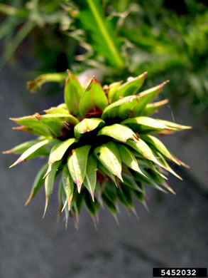 image of Carduus nutans, Nodding Thistle, Musk Thistle