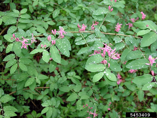 image of Lonicera ×bella, Bell's Honeysuckle, Pretty Honeysuckle, Showy Honeysuckle