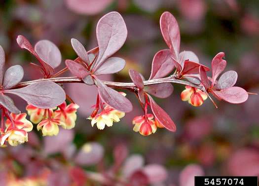 image of Berberis thunbergii, Japanese Barberry