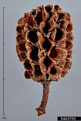 image of Casuarina equisetifolia ssp. equisetifolia, Australian-pine, Horsetail Casuarina, Beach She-oak, Coastal She-oak