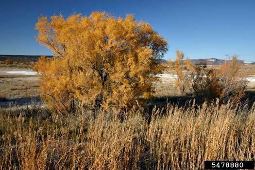 image of Tamarix ramosissima, Salt-cedar, Tamarisk