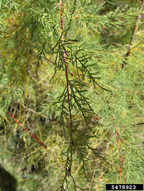 image of Tamarix ramosissima, Salt-cedar, Tamarisk