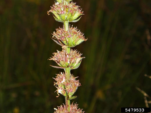 image of Lythrum salicaria, Purple Loosestrife