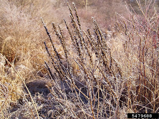 image of Lythrum salicaria, Purple Loosestrife