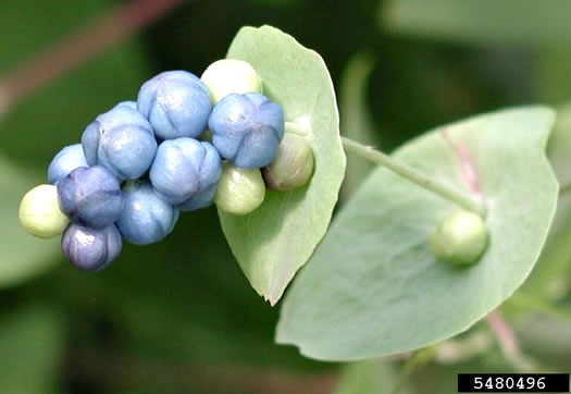 image of Persicaria perfoliata, Asiatic Tearthumb, Mile-a-minute-weed, Mile-a-minute-vine, Devil's-tail Tearthumb