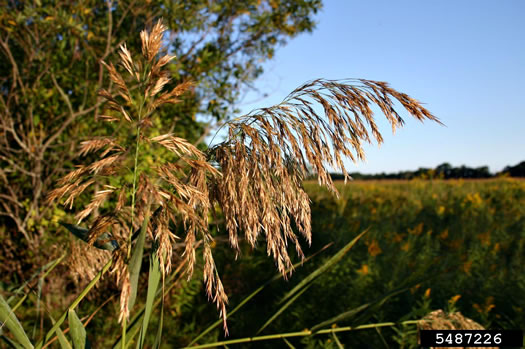 image of Phragmites australis, Common Reed, Old World Reed