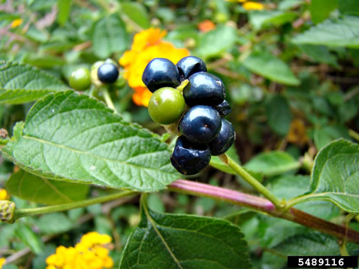 image of Lantana strigocamara, Common Lantana, Hedgeflower