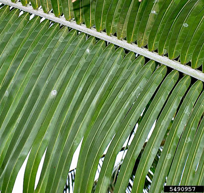 image of Cocos nucifera, Coconut Palm