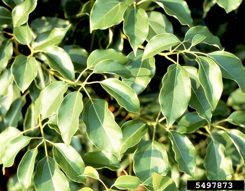 image of Camphora officinarum, Camphortree