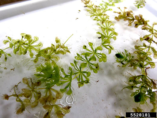 image of Aldrovanda vesiculosa, Waterwheel-plant