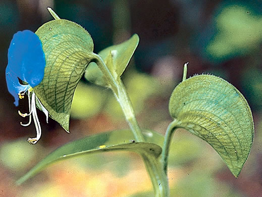 spathe