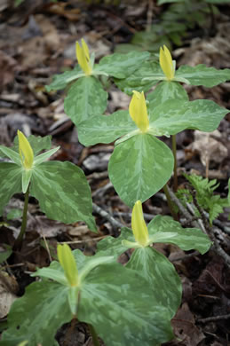 image of Trillium luteum, Yellow Trillium, Yellow Toadshade, Lemon-scented Trillium, Wax Trillium