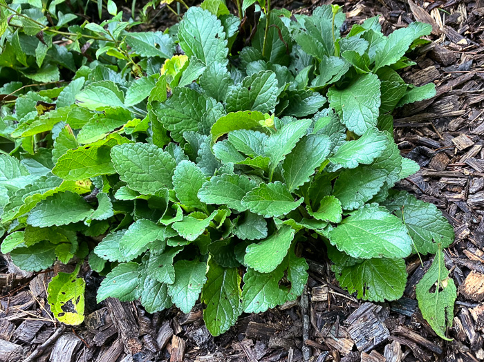 image of Chrysogonum repens, Carolina Green-and-gold