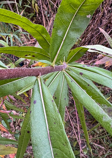 image of Helianthus simulans, Muck Sunflower
