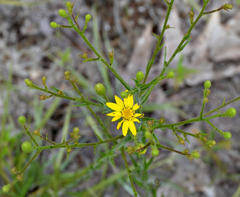 image of Pityopsis graminifolia, Narrowleaf Silkgrass, Grassleaf Goldenaster