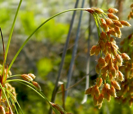 spikelet