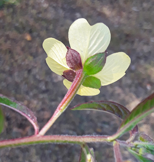 image of Ludwigia octovalvis, Mexican Primose-willow